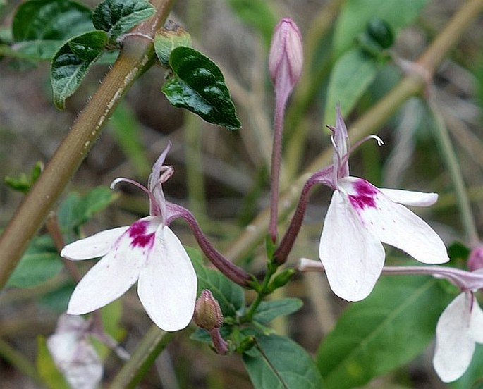 Rhinacanthus osmospermus