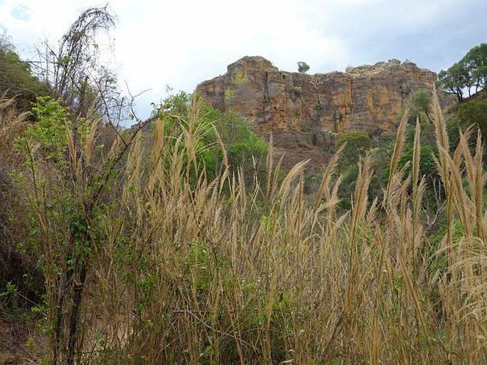 Rhinacanthus osmospermus