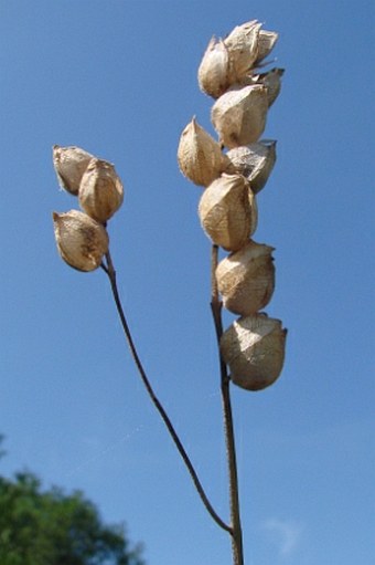 Rhinanthus alectorolophus