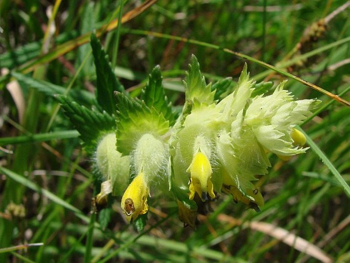 RHINANTHUS ALECTOROLOPHUS (Scop.) Pollich – kokrhel luštinec / štrkáč kohútikový