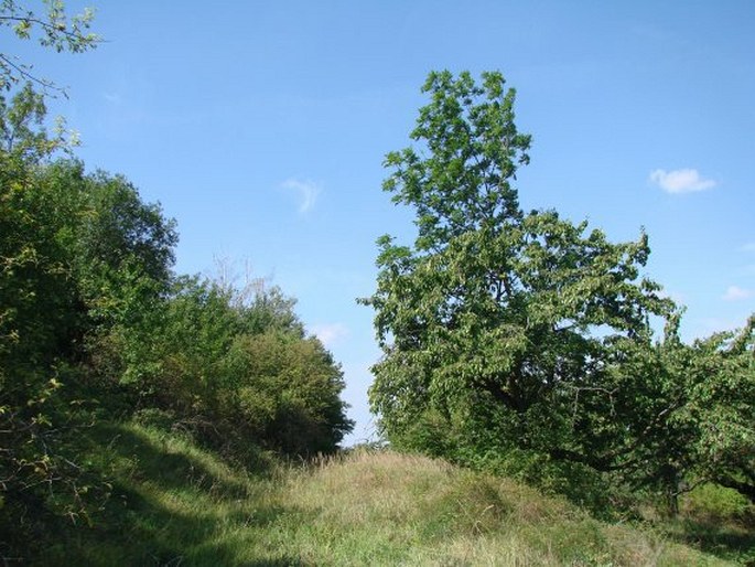 Rhinanthus alectorolophus