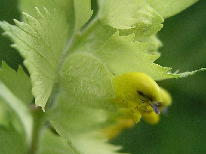 Rhinanthus alectorolophus