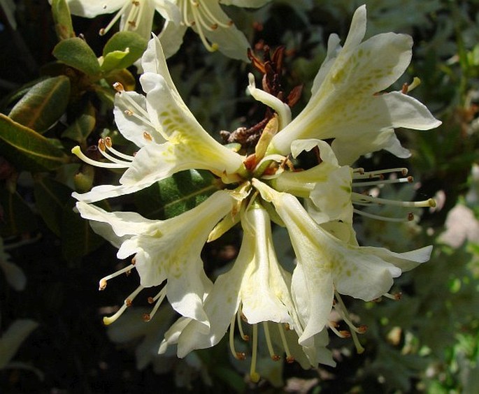 Rhododendron ambiguum