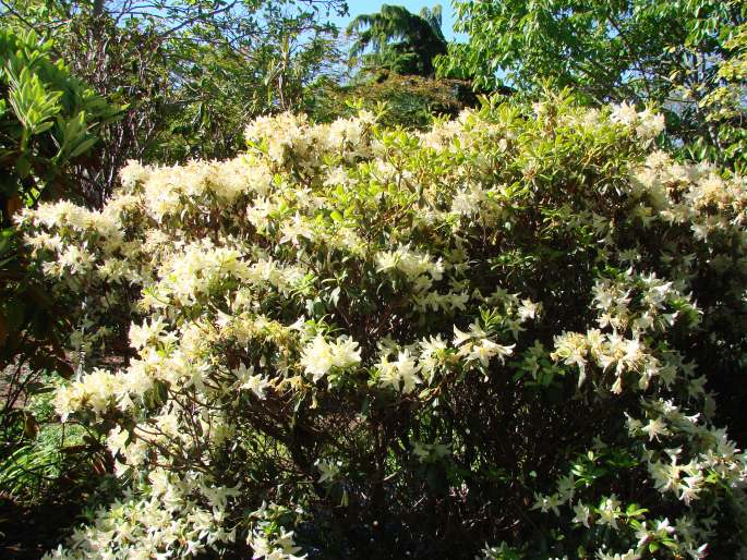 Rhododendron ambiguum