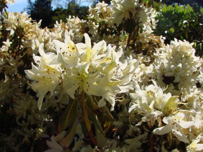 Rhododendron ambiguum