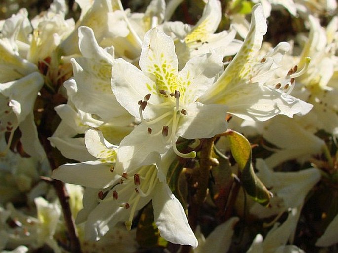 Rhododendron ambiguum