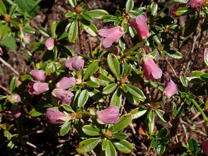 Rhododendron campylogynum