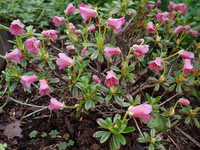 Rhododendron campylogynum