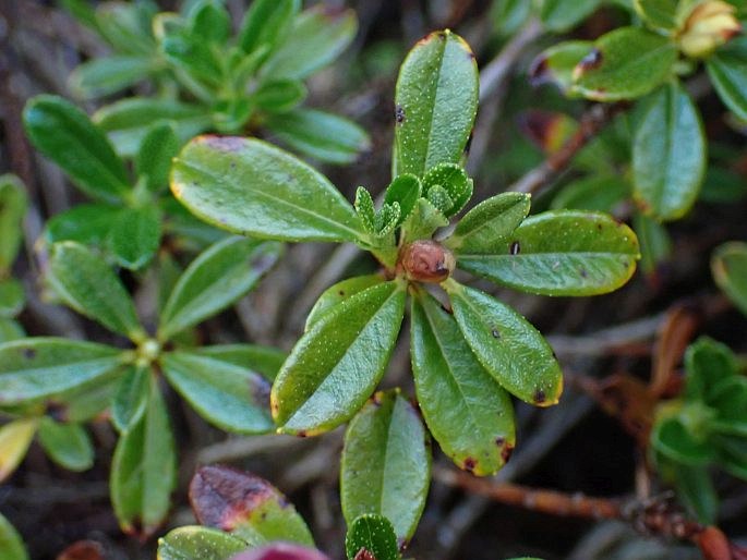 Rhododendron campylogynum