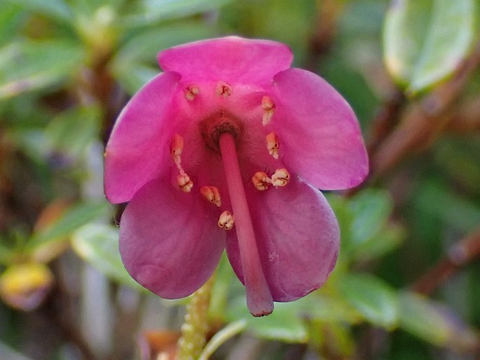 Rhododendron campylogynum