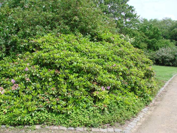 Rhododendron catawbiense