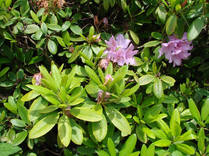 Rhododendron catawbiense