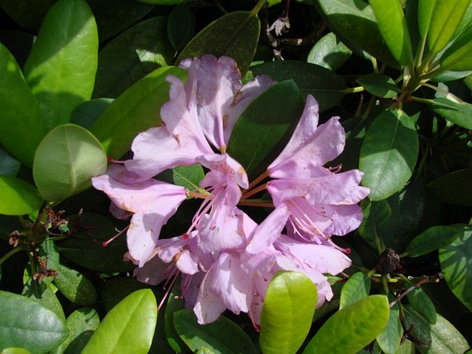 Rhododendron catawbiense