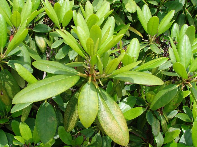 Rhododendron catawbiense