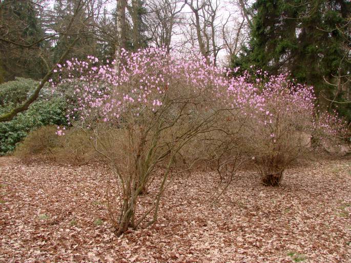 Rhododendron dauricum