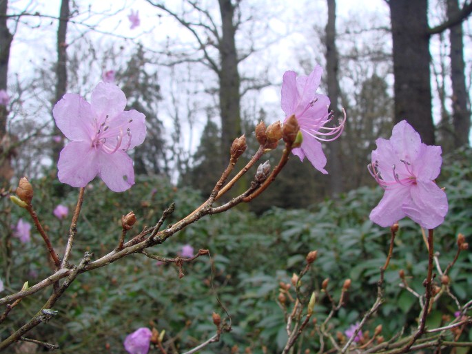 Rhododendron dauricum