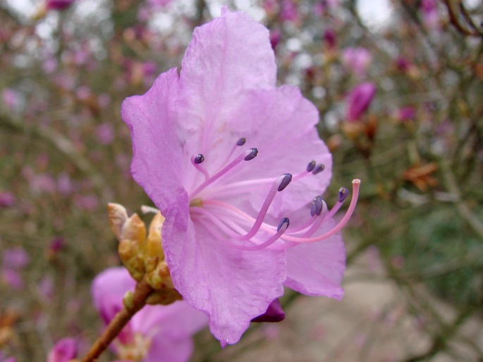 Rhododendron dauricum