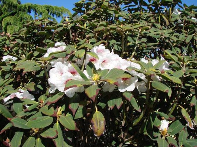 Rhododendron sikangense