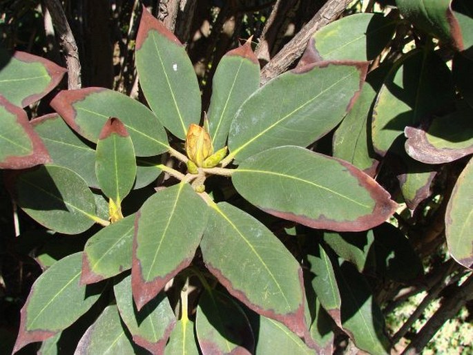 Rhododendron sikangense