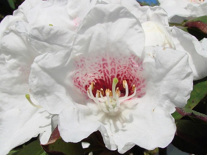 Rhododendron sikangense