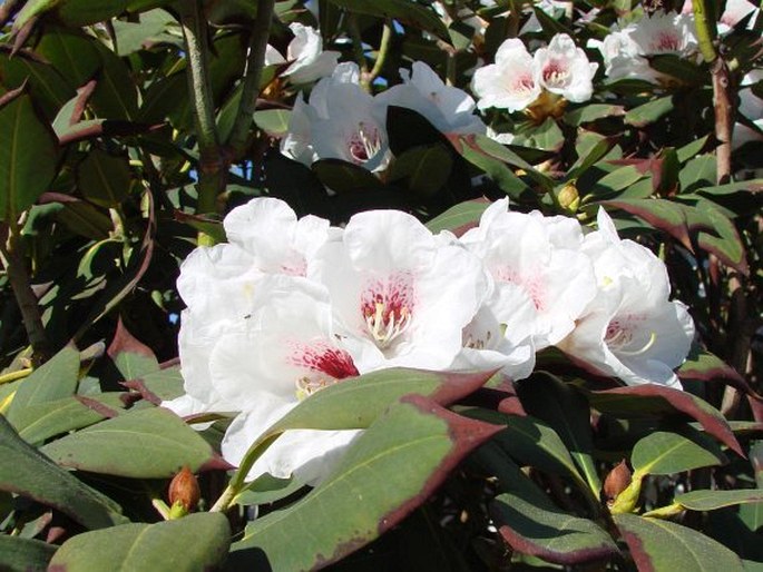 Rhododendron sikangense