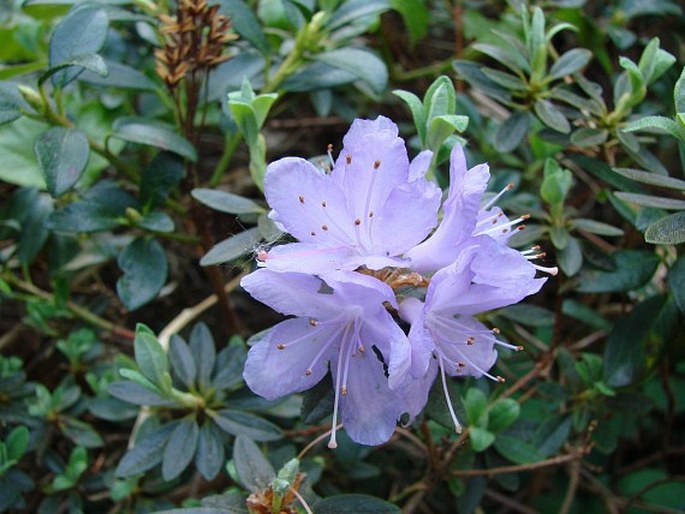 Rhododendron impeditum