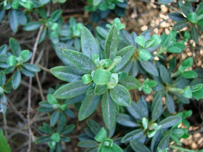 Rhododendron impeditum