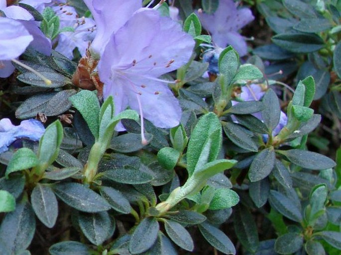 Rhododendron impeditum