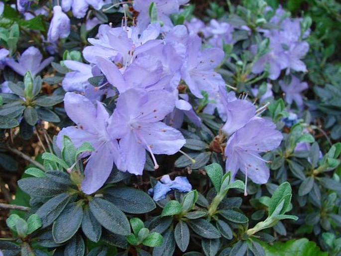 RHODODENDRON IMPEDITUM Balf. f. et W. W. Sm. – pěnišník obtížený / rododendron