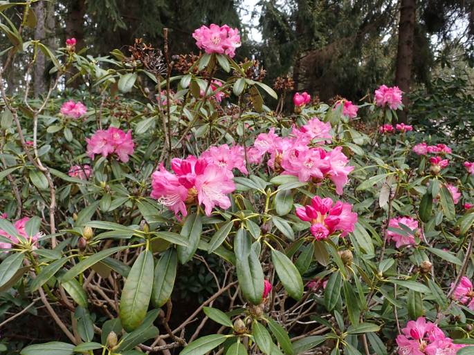 Rhododendron japonoheptamerum