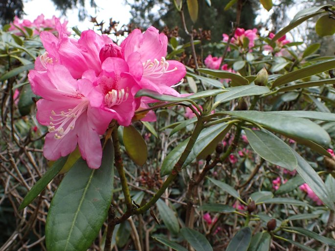 Rhododendron japonoheptamerum