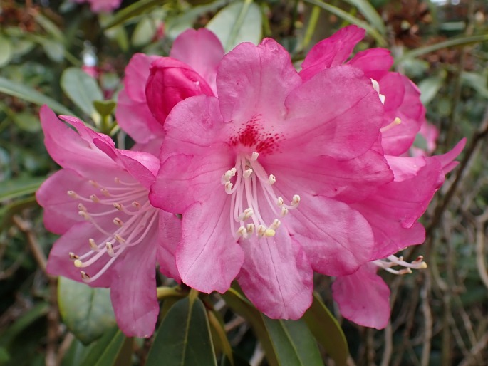 Rhododendron japonoheptamerum