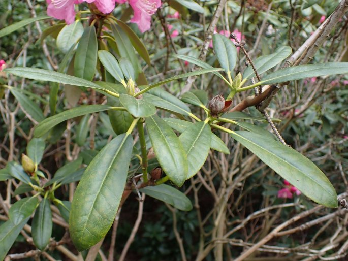 Rhododendron japonoheptamerum