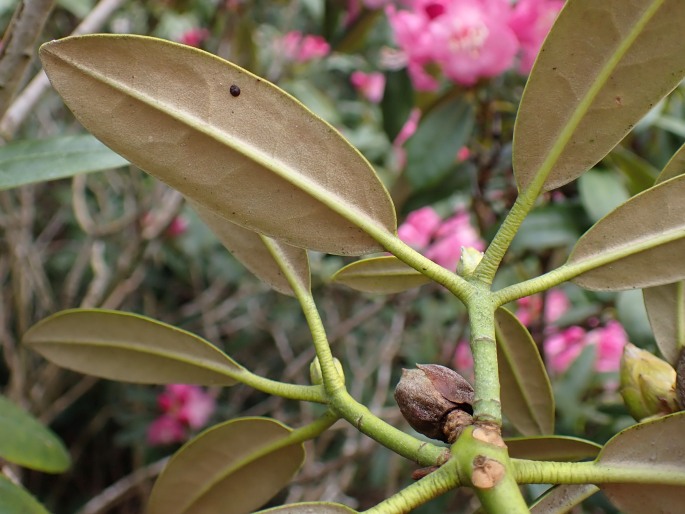 Rhododendron japonoheptamerum