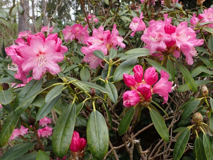 Rhododendron japonoheptamerum