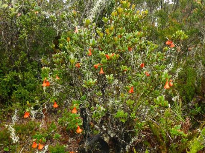 Rhododendron javanicum