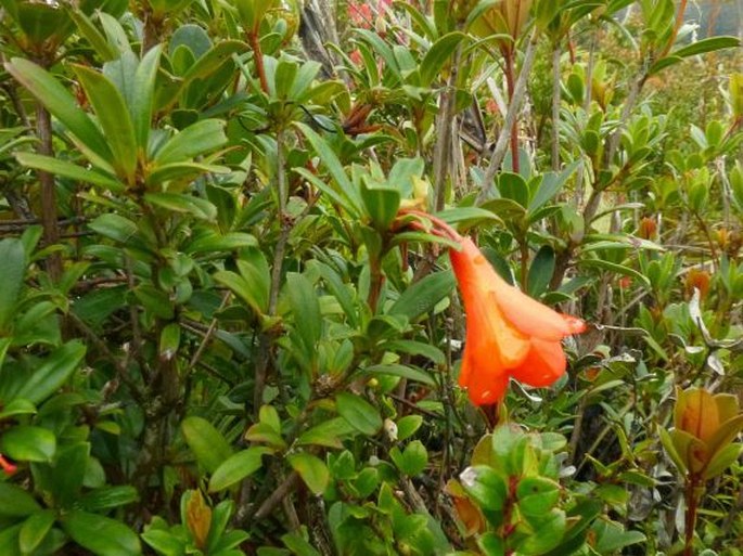 Rhododendron javanicum