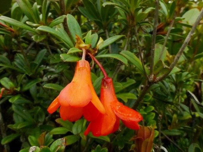 Rhododendron javanicum