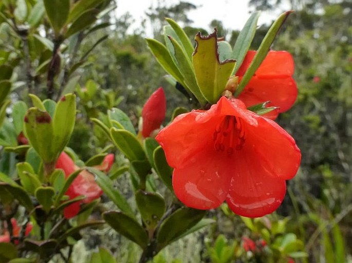 Rhododendron javanicum