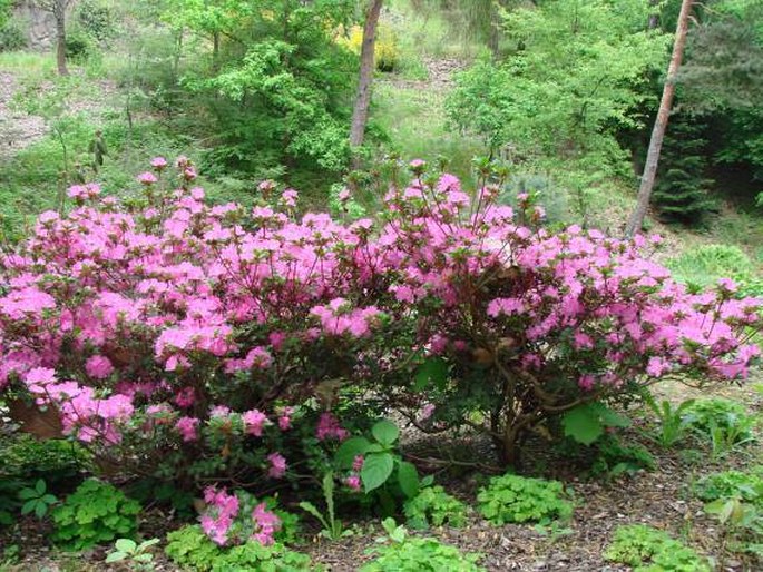 Rhododendron kiusianum