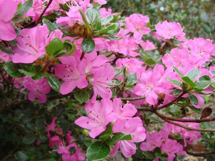 Rhododendron kiusianum