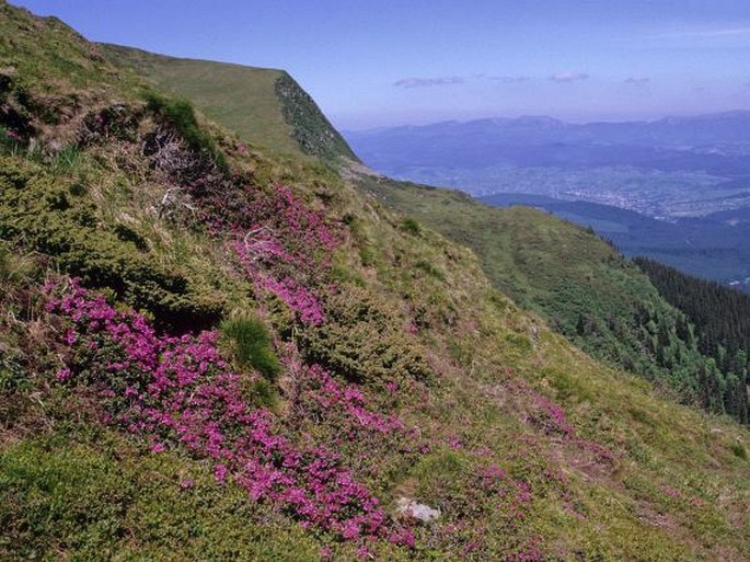 Rhododendron kotschyi