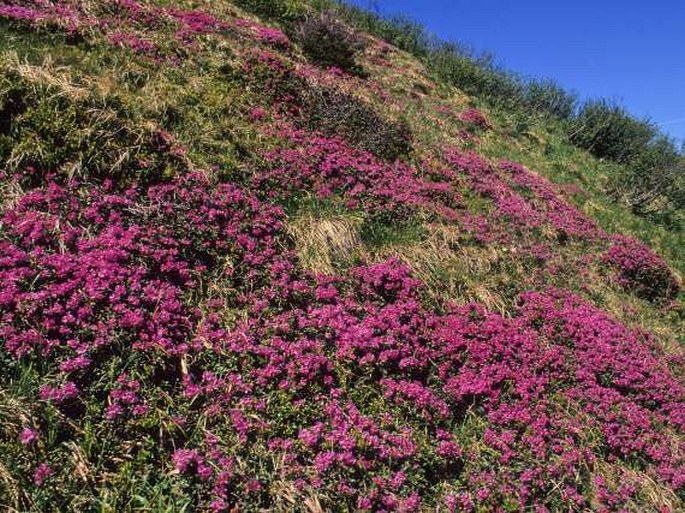 Rhododendron kotschyi