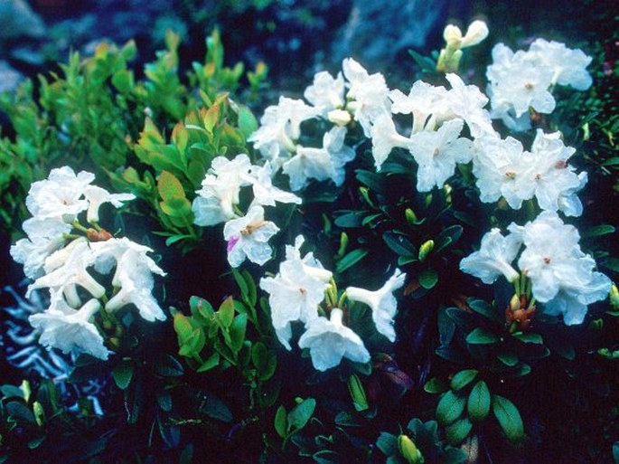 Rhododendron kotschyi