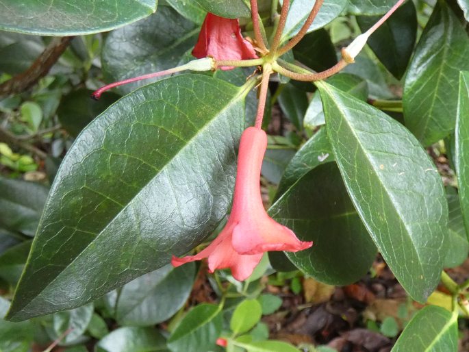 Rhododendron lochiae