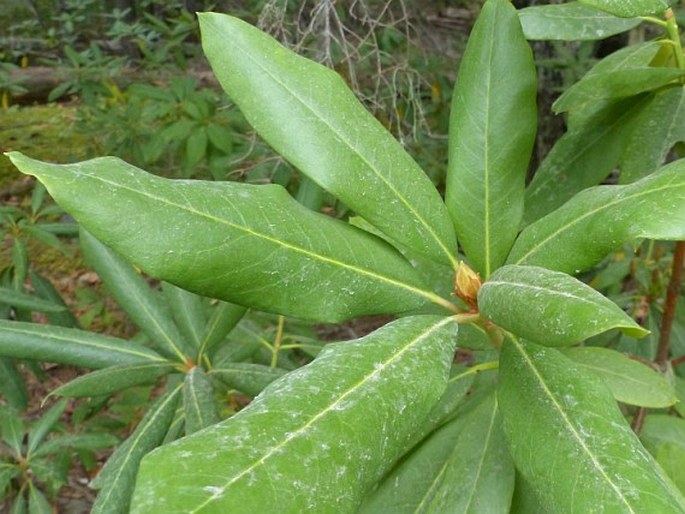 Rhododendron macrophyllum