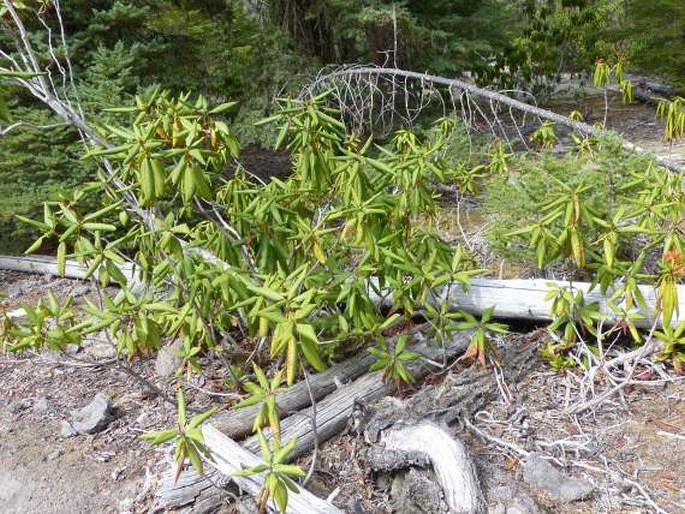 Rhododendron macrophyllum