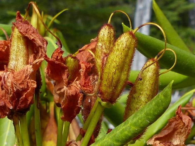 Rhododendron macrophyllum