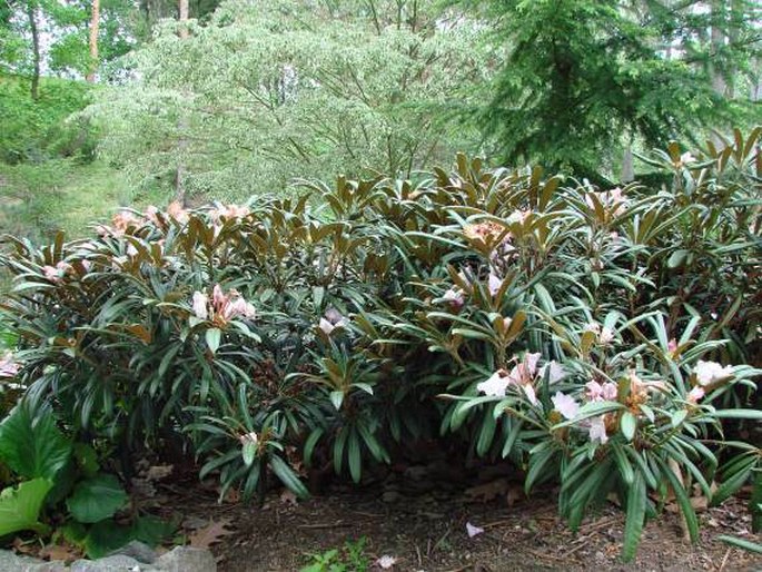 Rhododendron makinoi