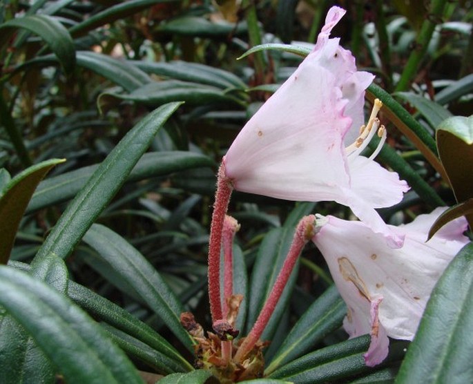 Rhododendron makinoi